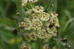 Xysmalobium undulatum