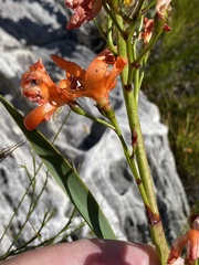 Pillansia templemannii