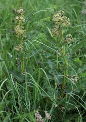 Xysmalobium undulatum