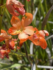 Pillansia templemannii