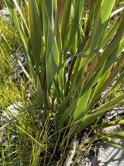 Pillansia templemannii