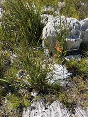 Pillansia templemannii