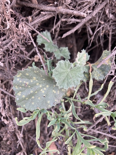 iNaturalist observation photo of alkali mallow