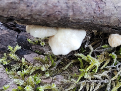 Crepidotus epibryus