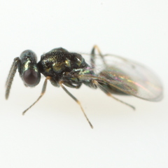 Pteromalidae