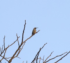Chalcomitra amethystina