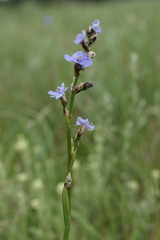 Aristea torulosa