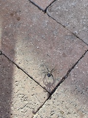 Latrodectus hesperus