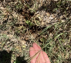 Chloris verticillata