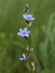 Aristea torulosa