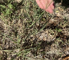 Chloris verticillata