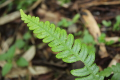 Blechnum mochaenum