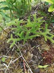 Selaginellaceae