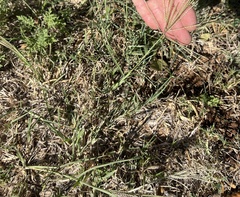 Chloris verticillata