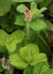 Acalypha punctata