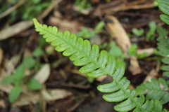 Blechnum mochaenum