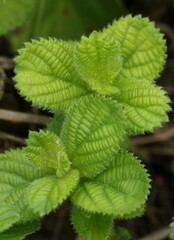 Acalypha punctata