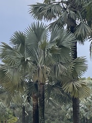 Bismarckia
