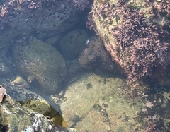 Octopus bimaculoides