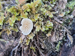Crepidotus epibryus