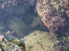 Octopus bimaculoides