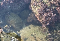 Octopus bimaculoides