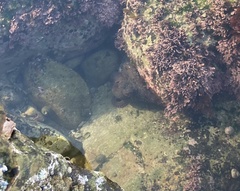 Octopus bimaculoides