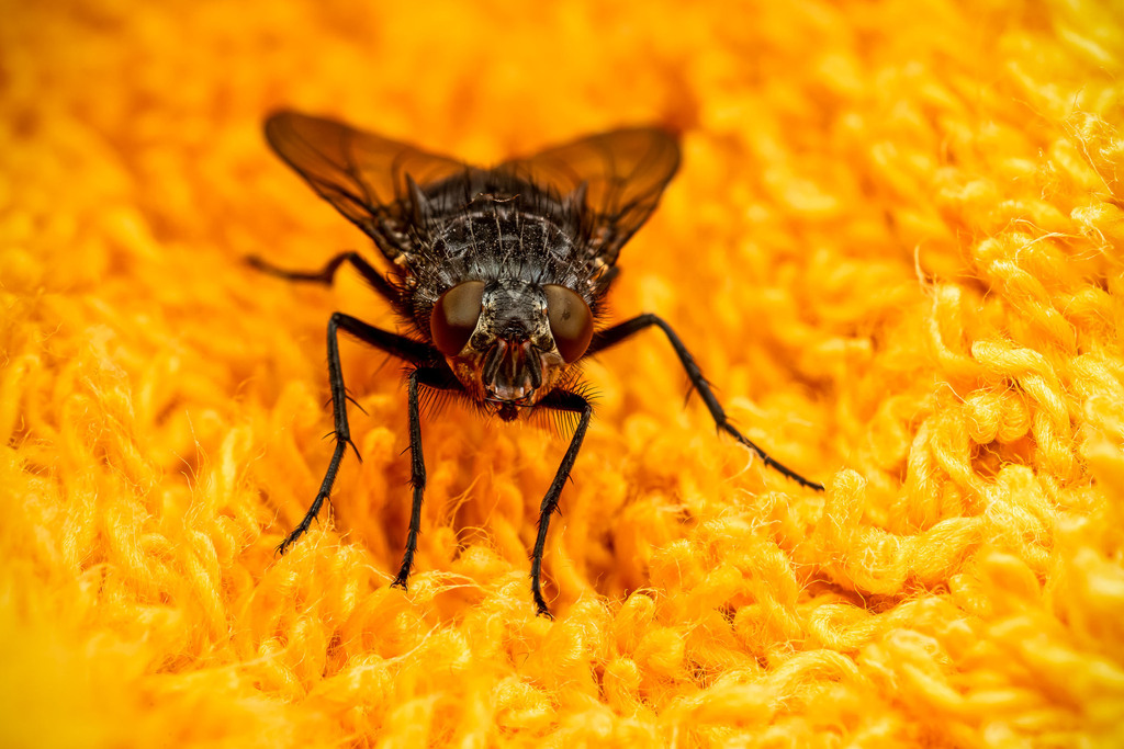 Blow Flies in November 2022 by excessmind · iNaturalist