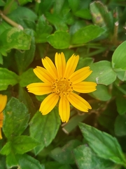 Sphagneticola trilobata