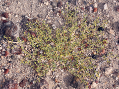 Euphorbia ocellata arenicola