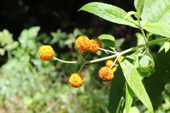 Buddleja globosa