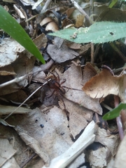 Acanthoctenus