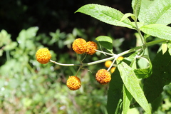 Buddleja globosa