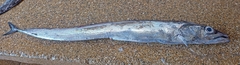 Pacific Scabbardfish photo 1