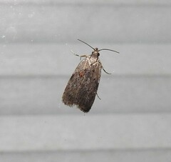 Phaeosaces compsotypa