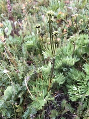 Anemonastrum zephyrum