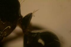 Camponotus fallax