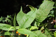 Buddleja globosa