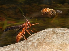 Fuscopolistes