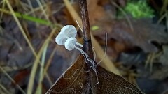 Marasmius epiphyllus