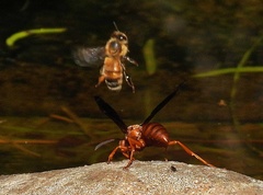 Fuscopolistes