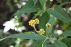 Buddleja globosa