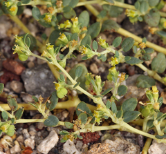 Euphorbia ocellata arenicola