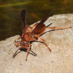 Fuscopolistes
