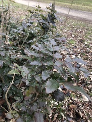 Berberis aquifolium