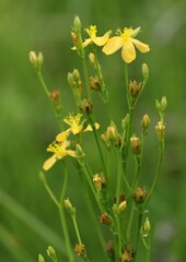 Hypericum lalandii