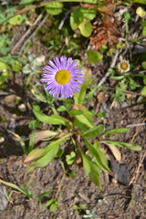 Erigeron speciosus