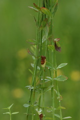 Hypericum lalandii