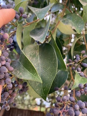 Ligustrum lucidum