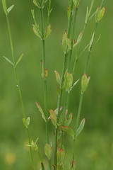 Hypericum lalandii